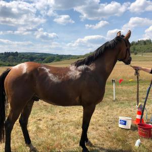 SHIWAN ZA - Endurance sur 40km à Houyet 12 juillet 2020