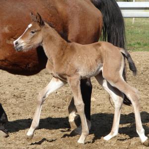 SHIWAN ZA (’14) – Bai