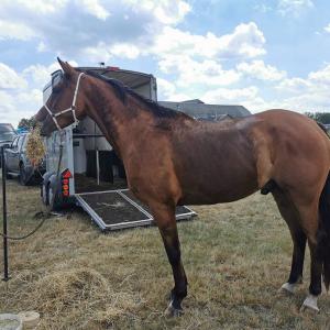 SHIWAN ZA - Endurance sur 40km à Houyet 12 juillet 2020