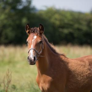 SHIWAN ZA (’14) – Bai