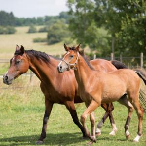 SHIWAN ZA (’14) – Bai