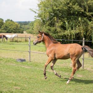 SHIWAN ZA (’14) – Bai