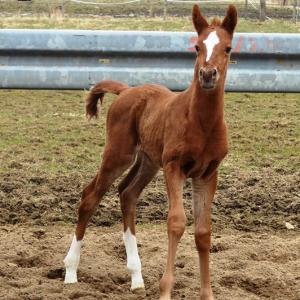 GILIA ZA (’13) – Alezane