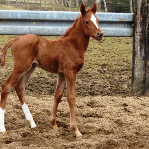 GILIA ZA (’13) – Alezane