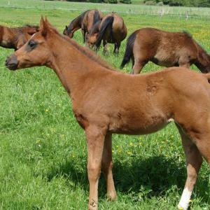 GILIA ZA (’13) – Alezane