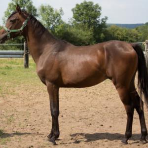 WERMONT ZA (’13) – Bai Brun