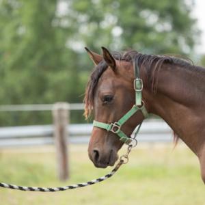 WERMONT ZA (’13) – Bai Brun