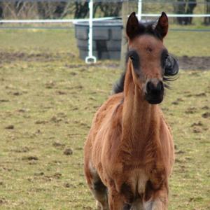 WERMONT ZA (’13) – Bai Brun