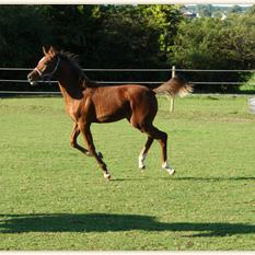 ELBRUS ZA (’09) – Bai