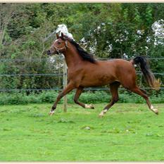 ELBRUS ZA (’09) – Bai