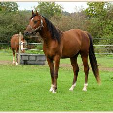 ELBRUS ZA (’09) – Bai