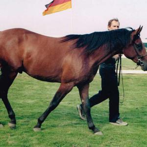 WIGOR ZA (’01) – Bai