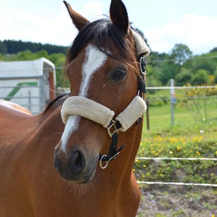 ELIOTT ZA (’03) – Bai