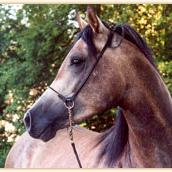 TRENDY (’00) – Gris