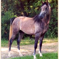 TRENDY (’00) – Gris