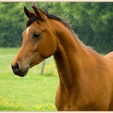 GAZEL ZA (’02) – Baie