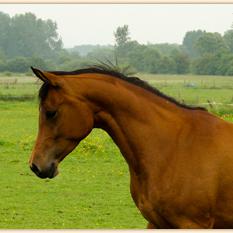 GAZEL ZA (’02) – Baie