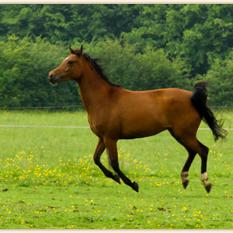 GAZEL ZA (’02) – Baie