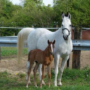 KNARFA ARGHA MMN (’92) – Grise