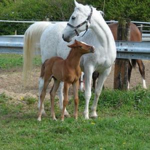 KNARFA ARGHA MMN (’92) – Grise