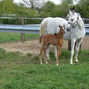 KNARFA ARGHA MMN (’92) – Grise