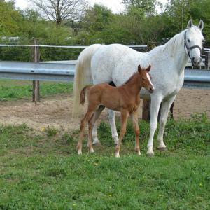 KNARFA ARGHA MMN (’92) – Grise