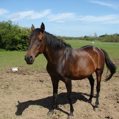 WIEŻA MARAAM PL (’07) – Baie foncé