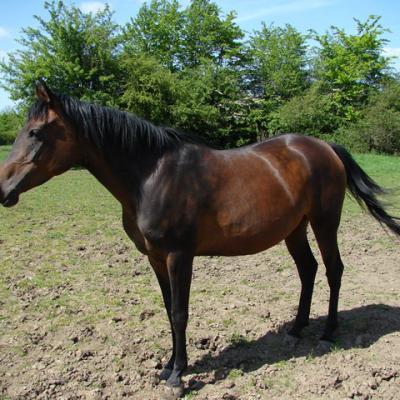 WIEŻA MARAAM PL (’07) – Baie foncé