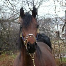 WIEŻA MARAAM PL (’07) – Baie foncé