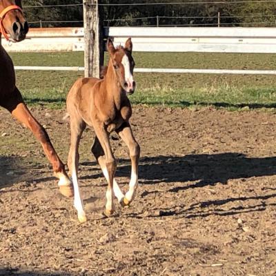 ETNA ZA (‘2021) – Gris