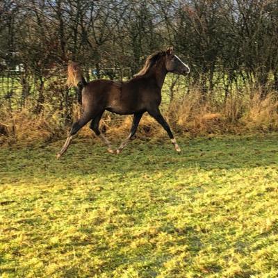 ETNA ZA (‘2021) – Gris