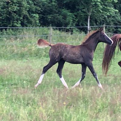 ETNA ZA (‘2021) – Gris