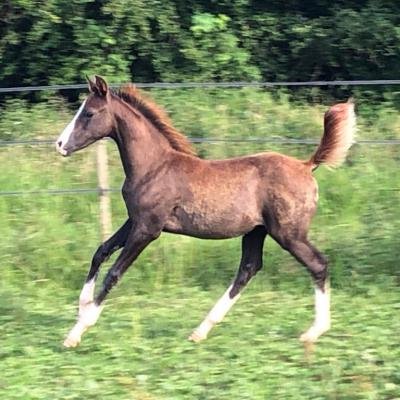 ETNA ZA (‘2021) – Gris