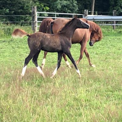 ETNA ZA (‘2021) – Gris