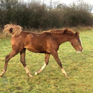 GJULLIA ZA (’21) – Alezane