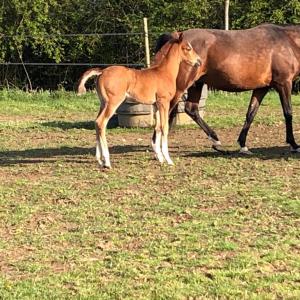 GJULLIA ZA (’21) – Alezane