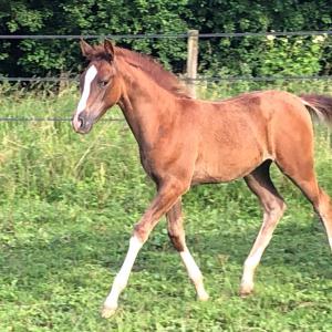 GJULLIA ZA (’21) – Alezane