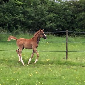 GJULLIA ZA (’21) – Alezane