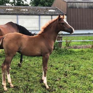 GJULLIA ZA (’21) – Alezane